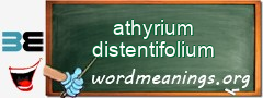 WordMeaning blackboard for athyrium distentifolium